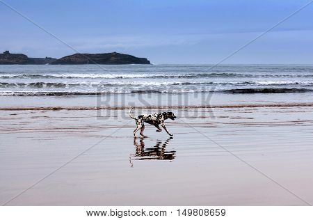 Young dalmatian dog playing on the beach