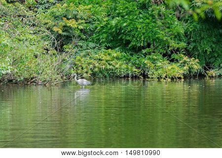 White Heron bird finding food on the pond in forest.