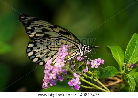 Close-up of tropical large tree nymph butterfly on the flower.
