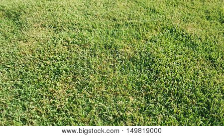 Freshly Cut Grass with Slight Brown Patches