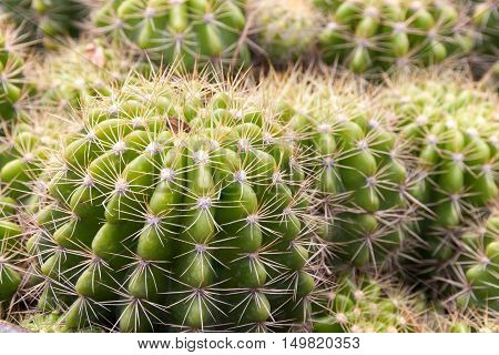 Close up of globe shaped cactus with long thorns