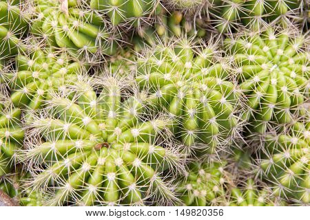 Close up of globe shaped cactus with long thorns
