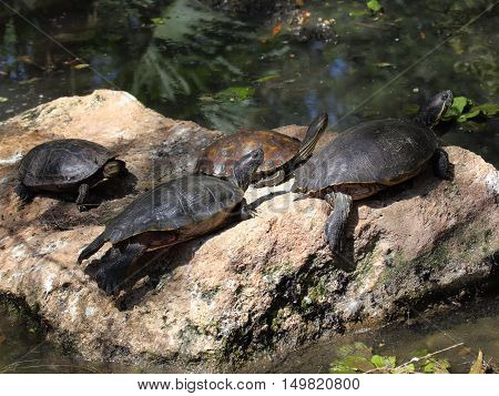 Beautiful turtles on the stone in water