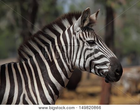 Zebra portrait with striking black and white stripes