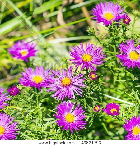 The cushion Aster (Aster dumosus). Autumn perennial Aster with purple flowers