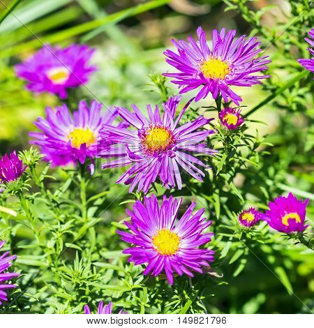 The cushion Aster (Aster dumosus). Autumn perennial Aster with purple flowers
