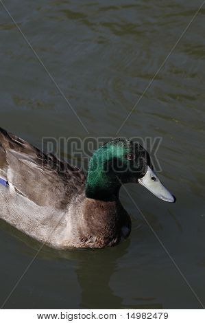 Stockente