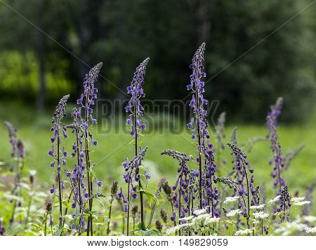 Closeup on Nordic wolfs-bane on a meadow. Common flower in the Nordic mountains. Aconitum lycoctonum
