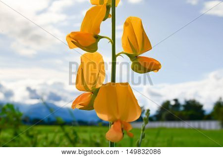 flowers sky blue yellow green garden nature outdoors