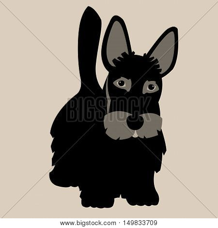 Scottish Terrier dog adult vector illustration flat