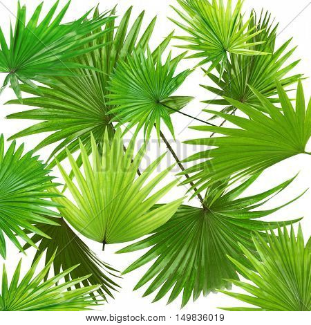 Palm  leaves (Livistona Rotundifolia palm), on white background