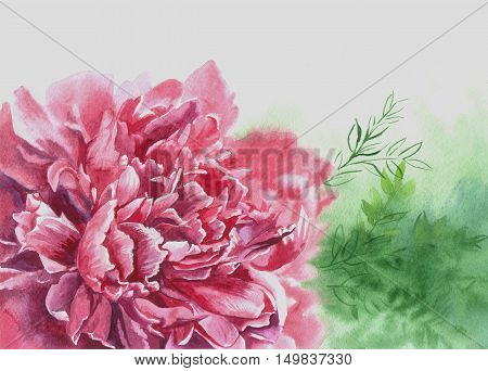 watercolour illustration on paper of pink flowers peonies bloomed