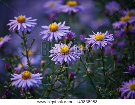 beautiful bushy aster flower in a natural garden environment