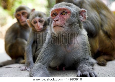 Famiglia scimmia