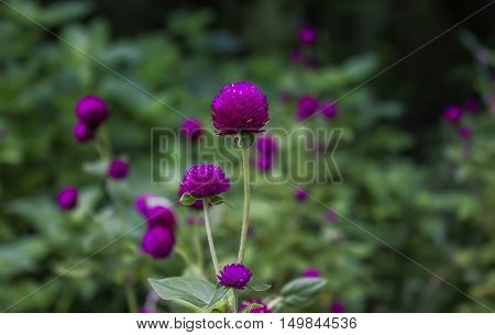 Globe amaranth or Gomphrena globosa flowerpink flower