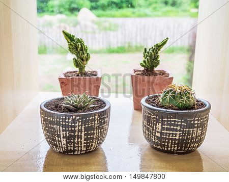 Cactus in pots. For the interior decoration.
