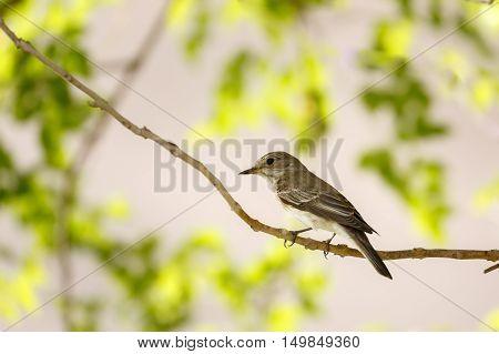 A Spotted Flycatcher in a garden in Bahrain