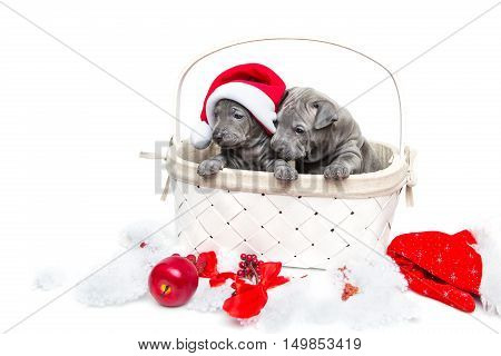 One month old thai ridgeback puppy dogs in christmas cap sitting un white basket. Isolated on white. Copy space.