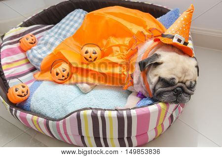Cute pug dog with costume of happy halloween day sleep rest lay down on bed with plastic pumpkin Jack O'Lantern