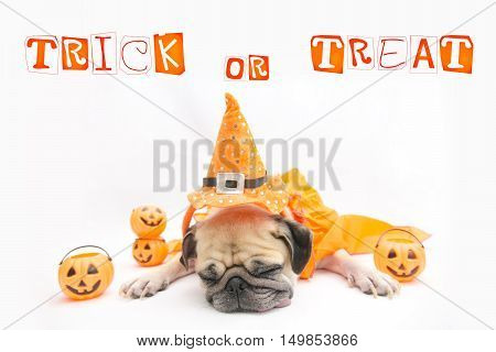 Cute Pug Dog sleep rest and tongue sticking out with Happy Halloween day and pumpkin concept
