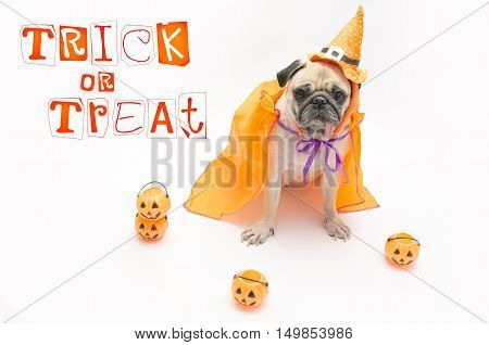 Cute Pug Dog with Halloween pumpkin looks surprised and tongue sticking out with copy space