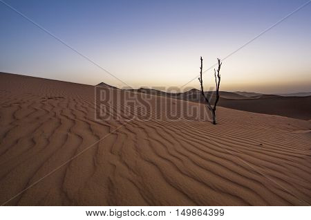 Dead tree in Liwa desert at sunset