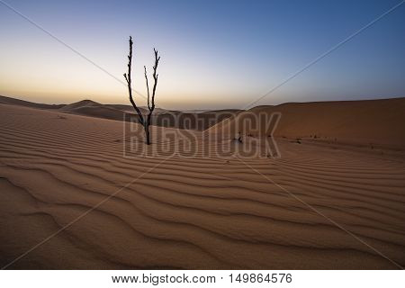 Dead tree in Liwa desert at sunset