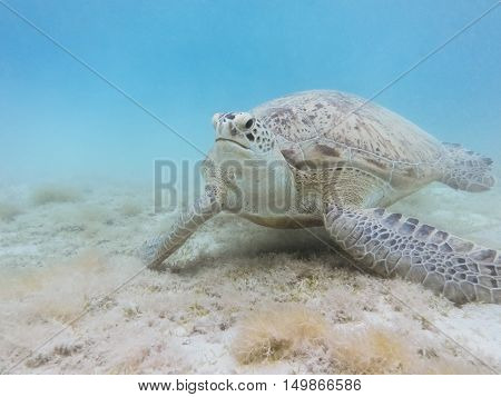 Green Sea Turtle