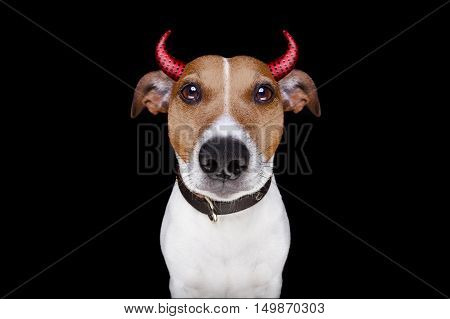 Halloween Devil Dog Isolated On Black