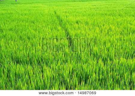 rice