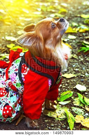 chihuahua dog in femile outdoor dress with ornament on the autumn fall background