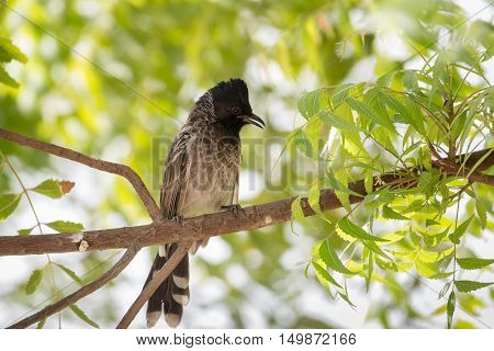 A very close shot of a Red-vented bulbul in a garden in Bahrain