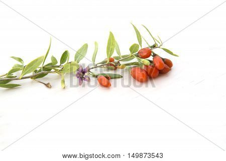 branch with fresh ripe red goji berries