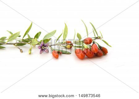 branch with fresh ripe red goji berries