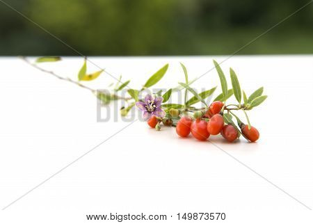 branch with red fresh healthy goji berries