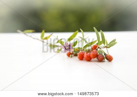 branch with red fresh healthy goji berries