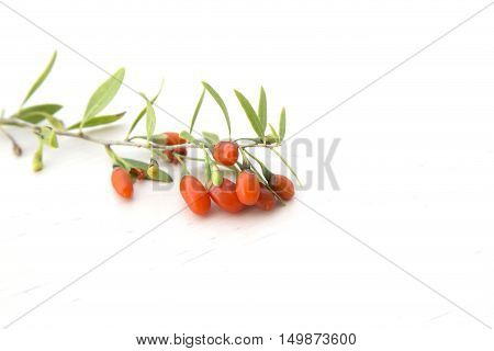 Branch with red ripe fresh goji berries
