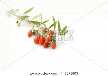 Branch with red ride fresh goji berries