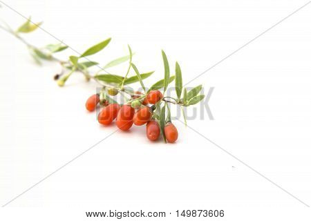 Branch with fresh red healthy goji berries