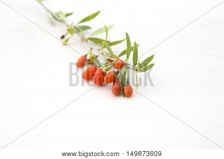 Branch with red ride fresh goji berries