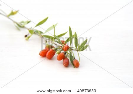 Branch with red ripe goji berries, healthy food