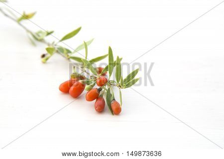 Branch with red ripe goji berries, healthy food