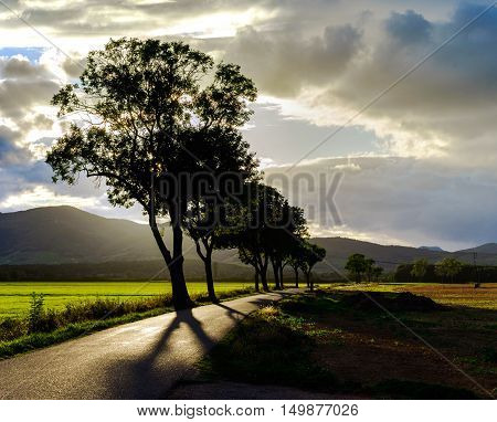 Beautiful Sunset Through The Trees, Empty Way In The Fields Of Alsace, Frabce