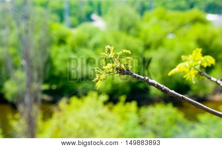 Detail of deciduous twig sprouting small green leaves against blurred vegetation.
