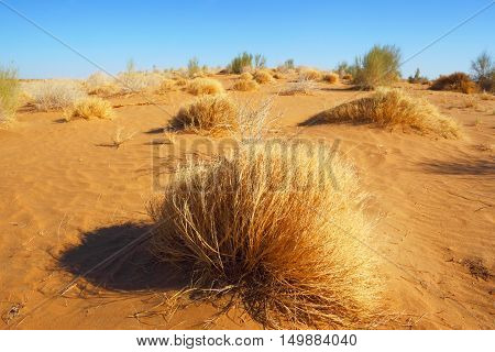 Sandy desert Karakum.The landscape of the Central Asian desert in the summer heat