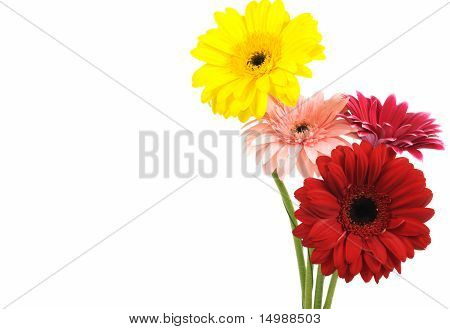 Gerber blomster