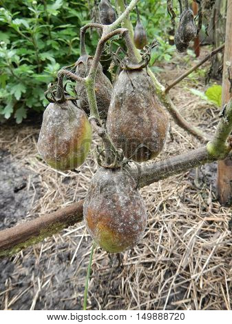 Tree rotten green tomatoes hanging over velour grasses on vegetable patch