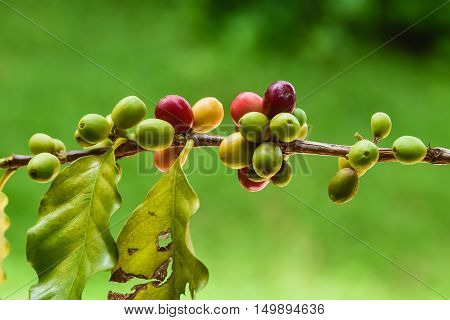 coffee cherry mix ripe red and unripe green on Coffea