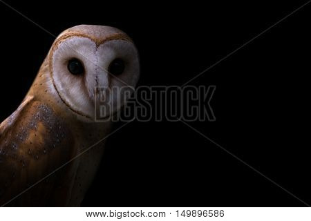 Common Barn Owl In The Dark