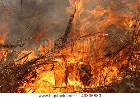 Summer wildfires burning in the Forest at rural area of Khon KaenThailand due to the very hot weather.